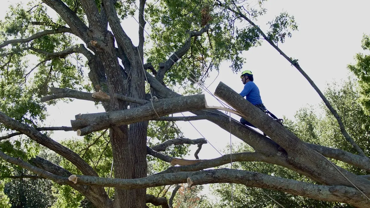 Professional Hazardous Tree Removal performed by certified arborists in Ethridge