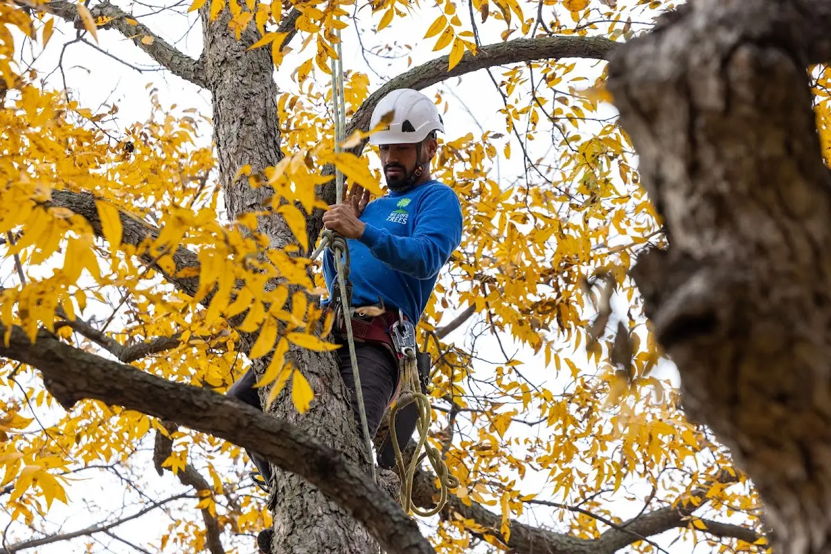 Skilled Storm Damage Cleanup crew working in Ethridge
